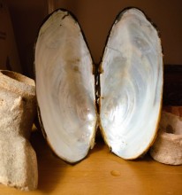 Путешествие по ерикам Караич, Скупому и Золотому, вокруг озера Сундук, в займище между рекой Аксай и Доном