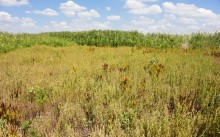 Путешествие по ерикам Караич, Скупому и Золотому, вокруг озера Сундук, в займище между рекой Аксай и Доном