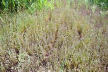 Путешествие по ерикам Караич, Скупому и Золотому, вокруг озера Сундук, в займище между рекой Аксай и Доном