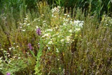 Путешествие по ерикам Караич, Скупому и Золотому, вокруг озера Сундук, в займище между рекой Аксай и Доном