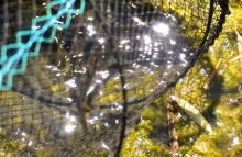 Путешествие по ерикам Караич, Скупому и Золотому, вокруг озера Сундук, в займище между рекой Аксай и Доном