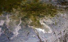 Путешествие по ерикам Караич, Скупому и Золотому, вокруг озера Сундук, в займище между рекой Аксай и Доном