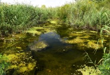 Путешествие по ерикам Караич, Скупому и Золотому, вокруг озера Сундук, в займище между рекой Аксай и Доном