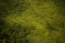 Путешествие по ерикам Караич, Скупому и Золотому, вокруг озера Сундук, в займище между рекой Аксай и Доном