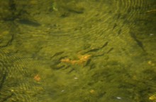 Путешествие по ерикам Караич, Скупому и Золотому, вокруг озера Сундук, в займище между рекой Аксай и Доном