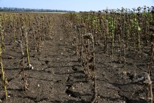 Подсолнухи 2025