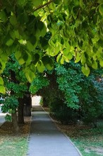 Оранжерейная