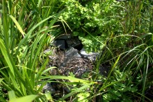 Мельница - электростанция на реке Быстрой