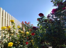 Розы в сентябре