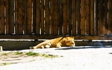 История ростовского Зоопарка