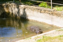 История ростовского Зоопарка