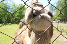 История ростовского Зоопарка