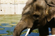 История ростовского Зоопарка