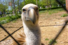 История ростовского Зоопарка