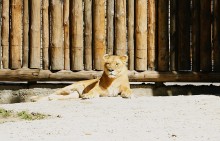 История ростовского Зоопарка