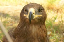 История ростовского Зоопарка