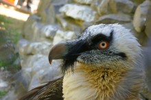 История ростовского Зоопарка