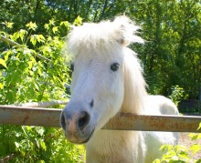 История ростовского Зоопарка