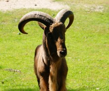 История ростовского Зоопарка