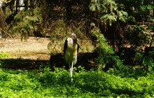 История ростовского Зоопарка