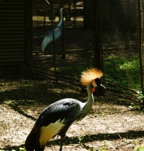 История ростовского Зоопарка