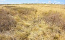 Хутор Павлов в балке Большая Мамонтова