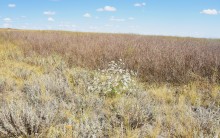 Хутор Павлов в балке Большая Мамонтова