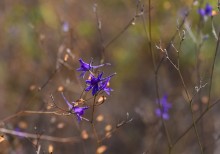 Хутор Павлов в балке Большая Мамонтова