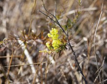 Хутор Павлов в балке Большая Мамонтова
