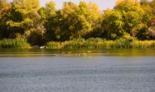 Урочище "Церковный рынок" на Дону у станицы Кочетовской