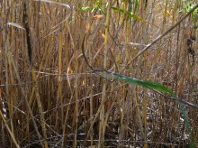 Урочище "Церковный рынок" на Дону у станицы Кочетовской