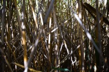 Урочище "Церковный рынок" на Дону у станицы Кочетовской