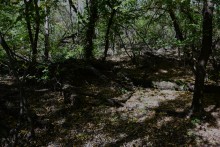 Урочище "Церковный рынок" на Дону у станицы Кочетовской