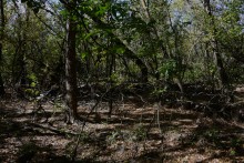 Урочище "Церковный рынок" на Дону у станицы Кочетовской