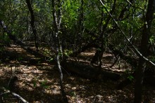 Урочище "Церковный рынок" на Дону у станицы Кочетовской