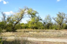 Урочище "Церковный рынок" на Дону у станицы Кочетовской