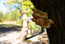 Урочище "Церковный рынок" на Дону у станицы Кочетовской