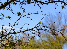 Урочище "Церковный рынок" на Дону у станицы Кочетовской