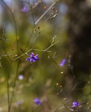 Урочище "Церковный рынок" на Дону у станицы Кочетовской