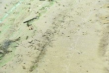 Урочище "Церковный рынок" на Дону у станицы Кочетовской