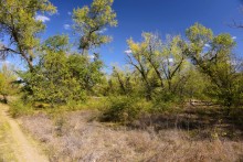 Урочище "Церковный рынок" на Дону у станицы Кочетовской