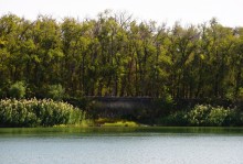 Урочище "Церковный рынок" на Дону у станицы Кочетовской