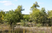 Урочище "Церковный рынок" на Дону у станицы Кочетовской