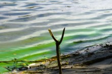 Урочище "Церковный рынок" на Дону у станицы Кочетовской