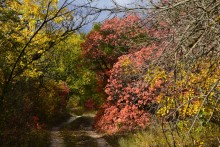 Качалинский лес у хутора Качалин на слиянии рек Быстрой и Гнилой