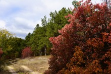 Качалинский лес у хутора Качалин на слиянии рек Быстрой и Гнилой