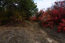 Качалинский лес у хутора Качалин на слиянии рек Быстрой и Гнилой