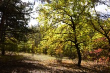 Качалинский лес у хутора Качалин на слиянии рек Быстрой и Гнилой