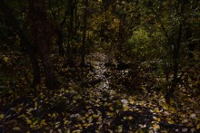 Качалинский лес у хутора Качалин на слиянии рек Быстрой и Гнилой