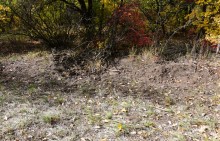 Качалинский лес у хутора Качалин на слиянии рек Быстрой и Гнилой